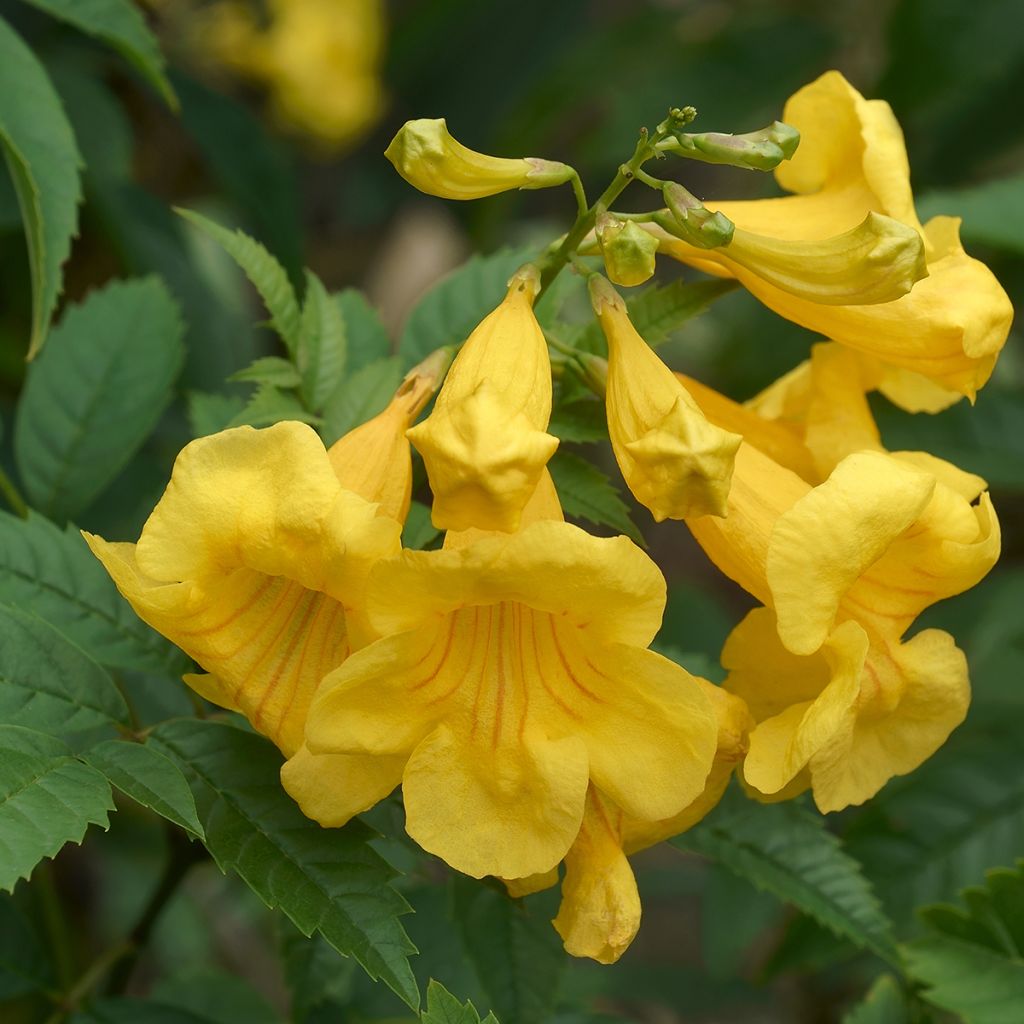 Tecoma stans - Bignognia eretta