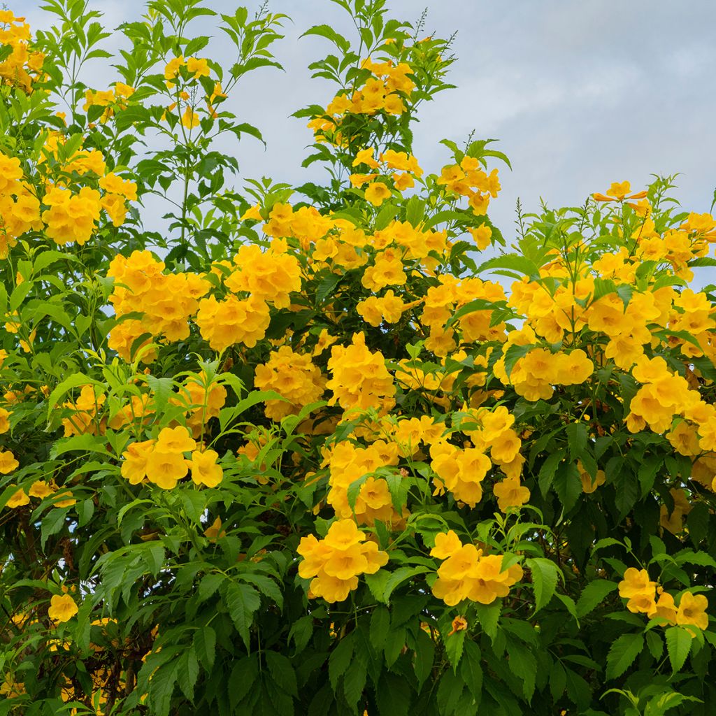 Tecoma stans - Bignognia eretta