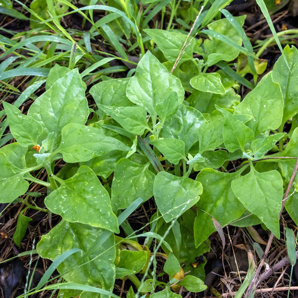 Tetragonia tetragonoides - Spinacio della Nuova Zelanda