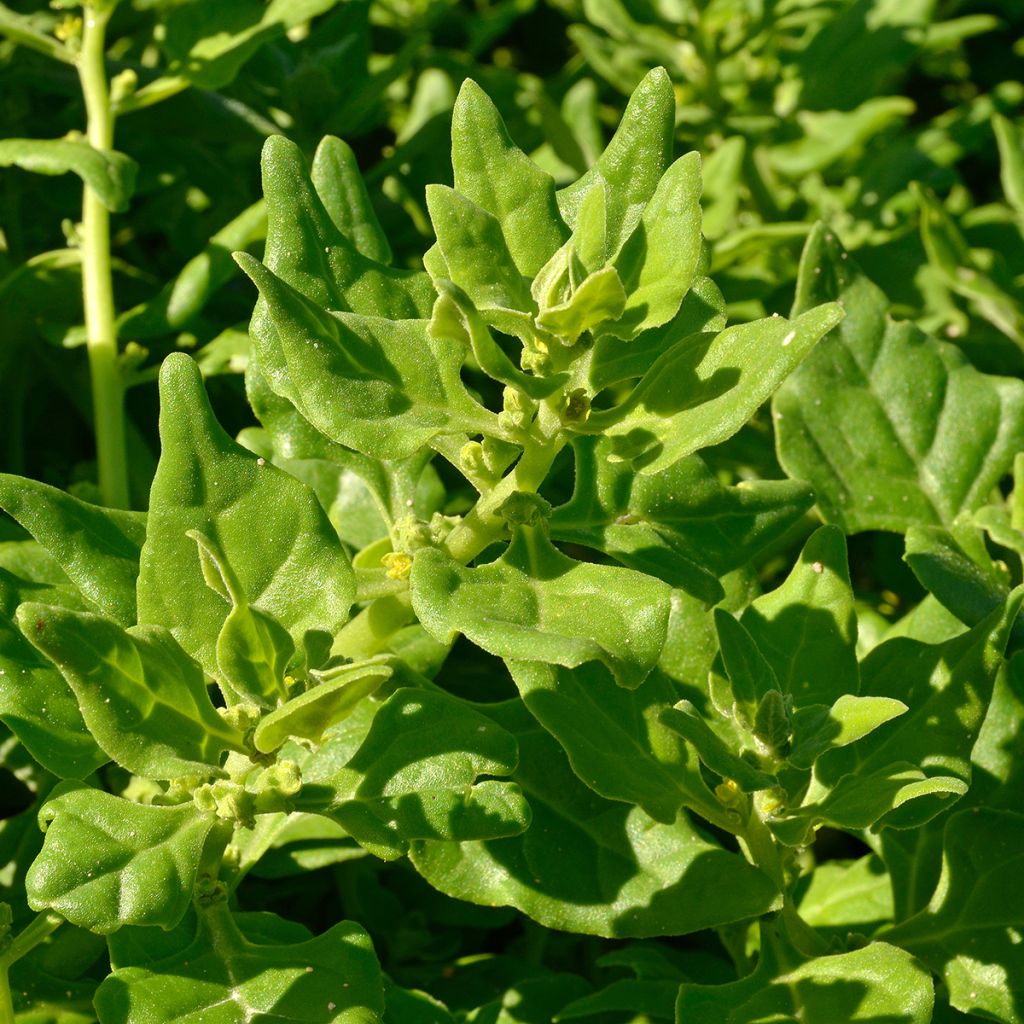 Tetragonia tetragonioides NT - Ferme de Sainte Marthe - Spinacio della Nuova Zelanda