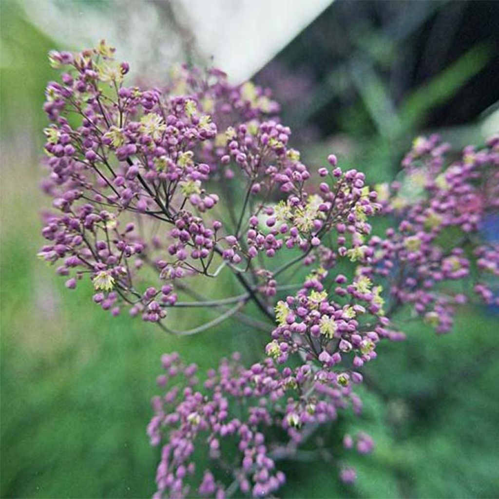 Thalictrum Anne - Pigamo