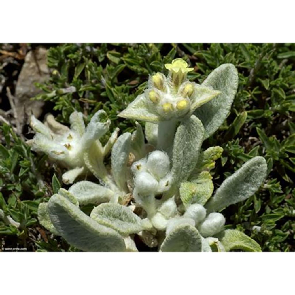 Sideritis syriaca - Stregonia siciliana