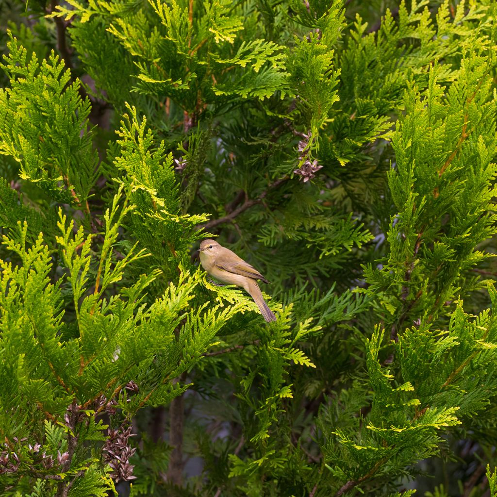 Thuja occidentalis Golden Smaragd - Tuia occidentale