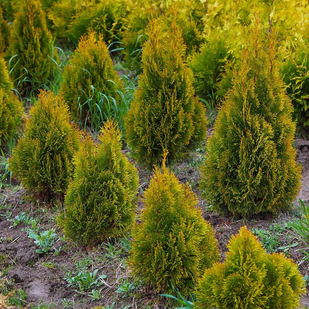 Thuja occidentalis Jantar - Tuia occidentale
