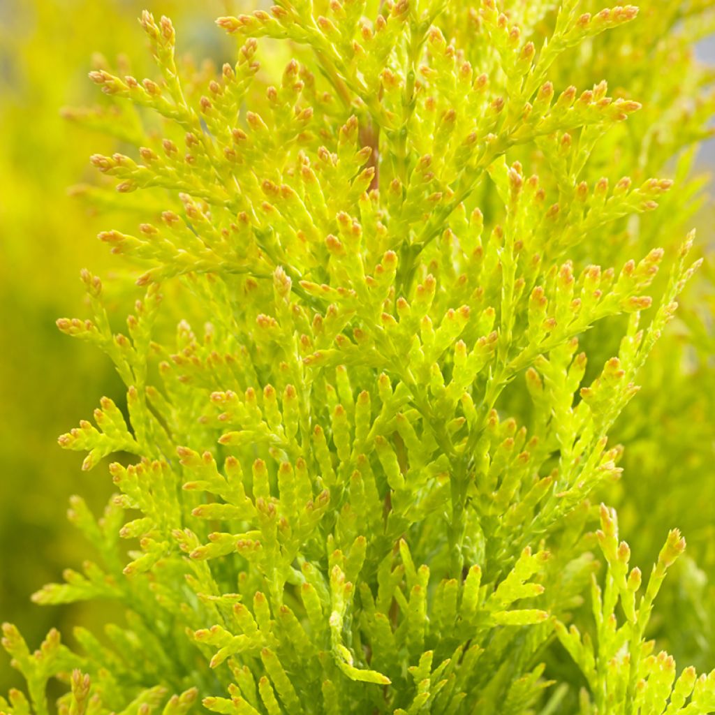 Thuja occidentalis Sunny Smaragd - Tuia occidentale
