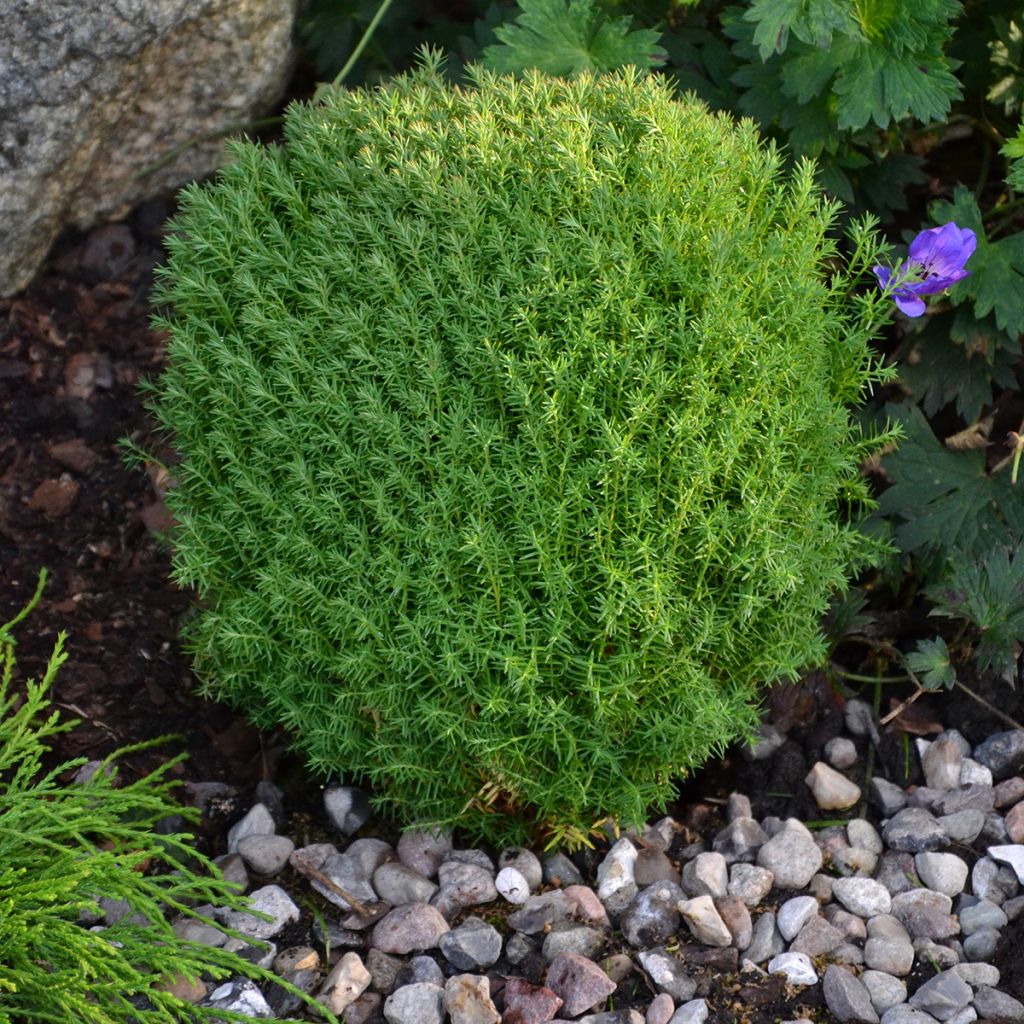 Thuja occidentalis Teddy - Tuia occidentale