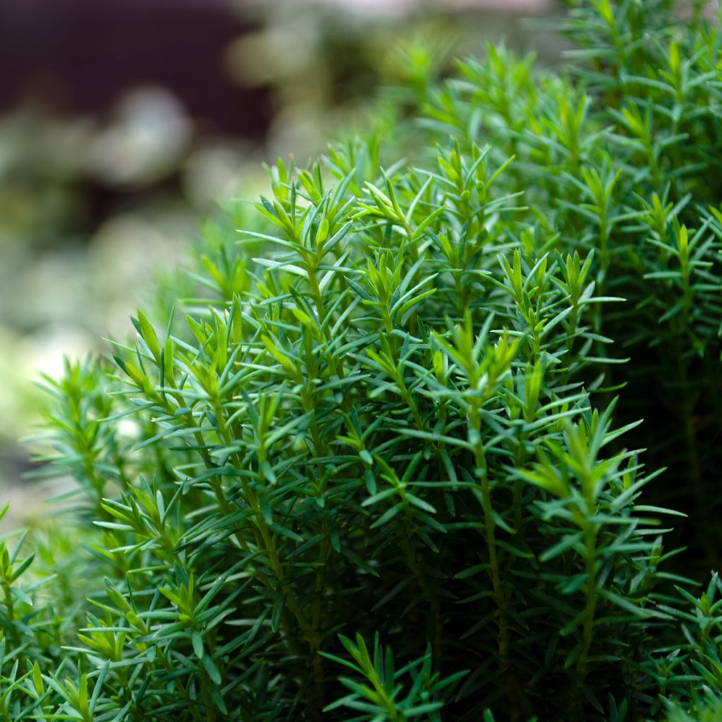 Thuja occidentalis Teddy - Tuia occidentale
