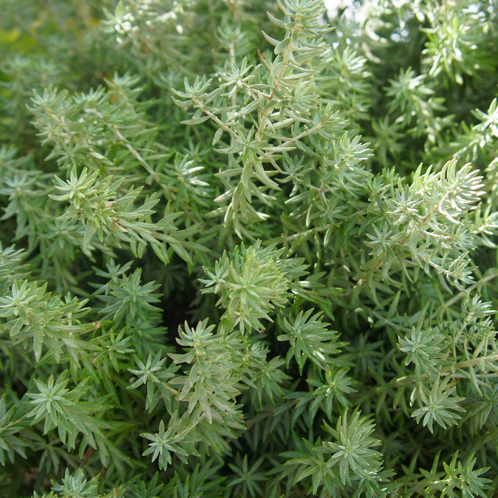 Thuja occidentalis Teddy - Tuia occidentale