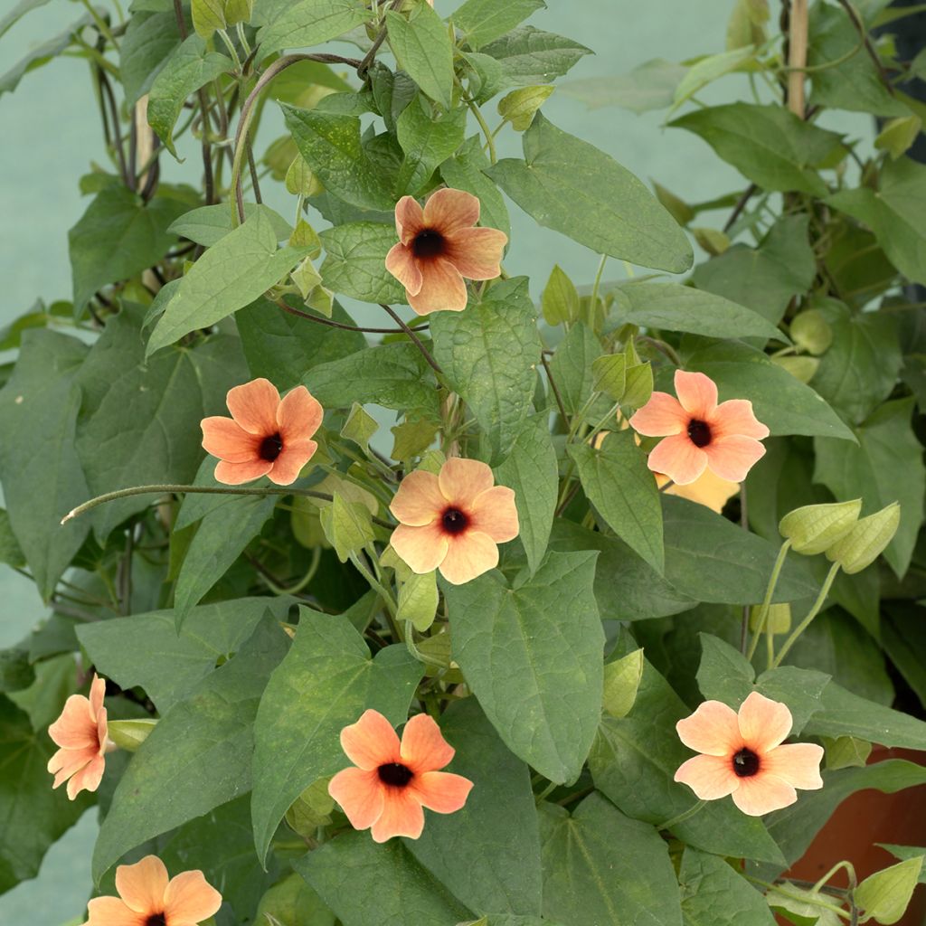 Susanna dagli occhi neri African Sunset - Thunbergia