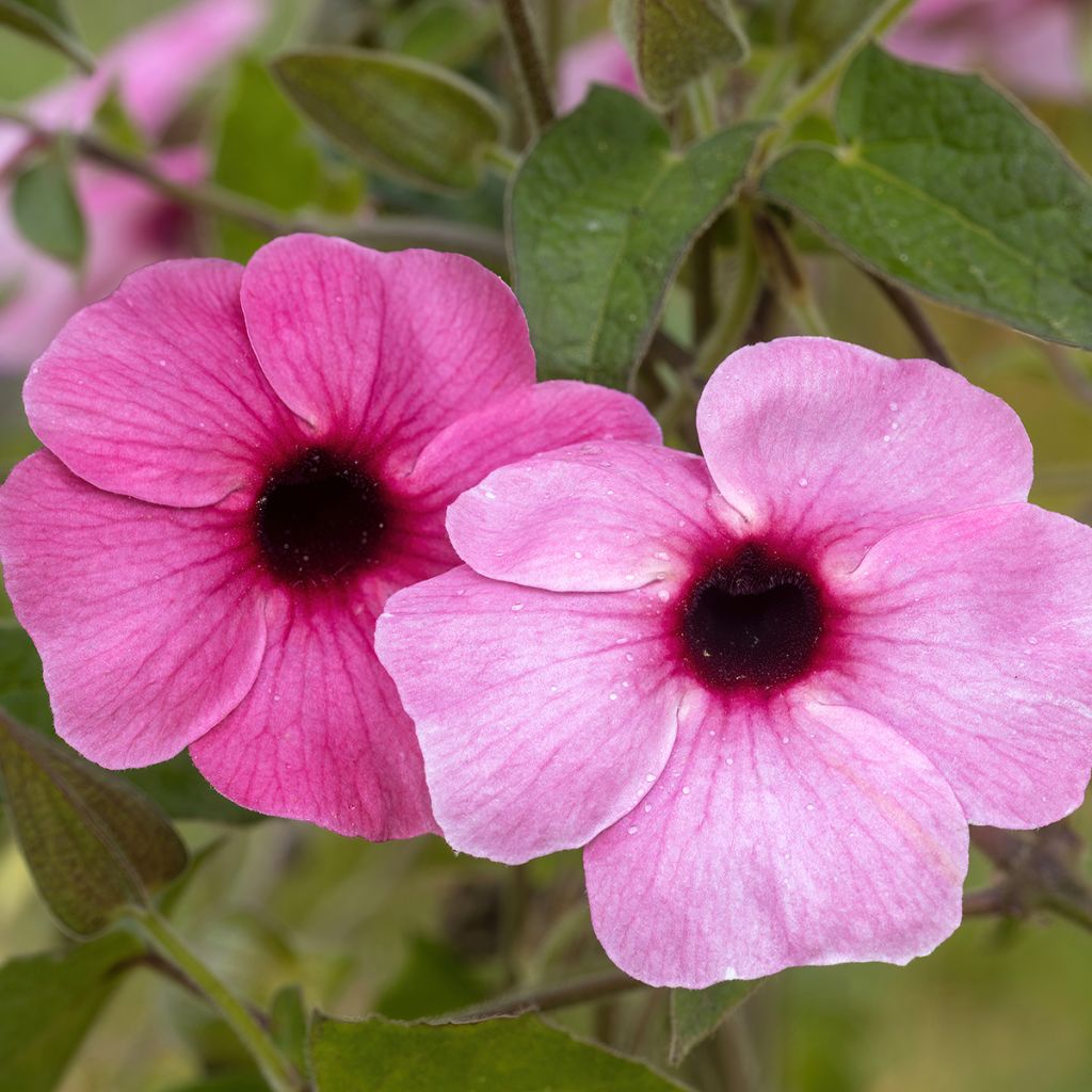 Susanna dagli occhi neri Sunny Suzy Rose Sensation - Thunbergia alata