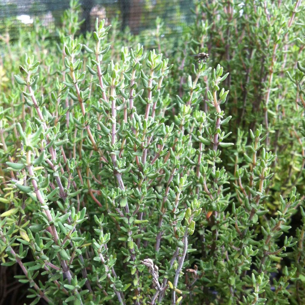 Thymus officinalis - Timo
