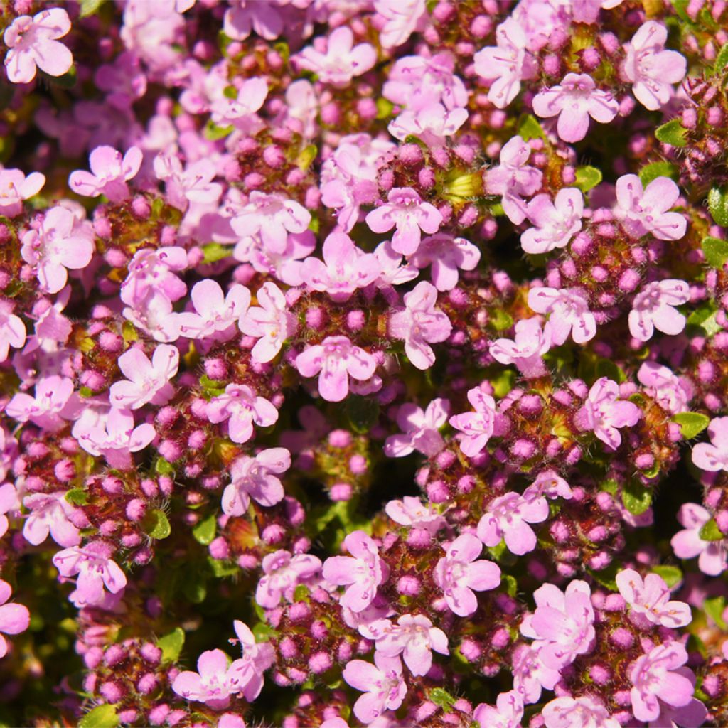 Thymus serpyllum Magic Carpet - Serpillo