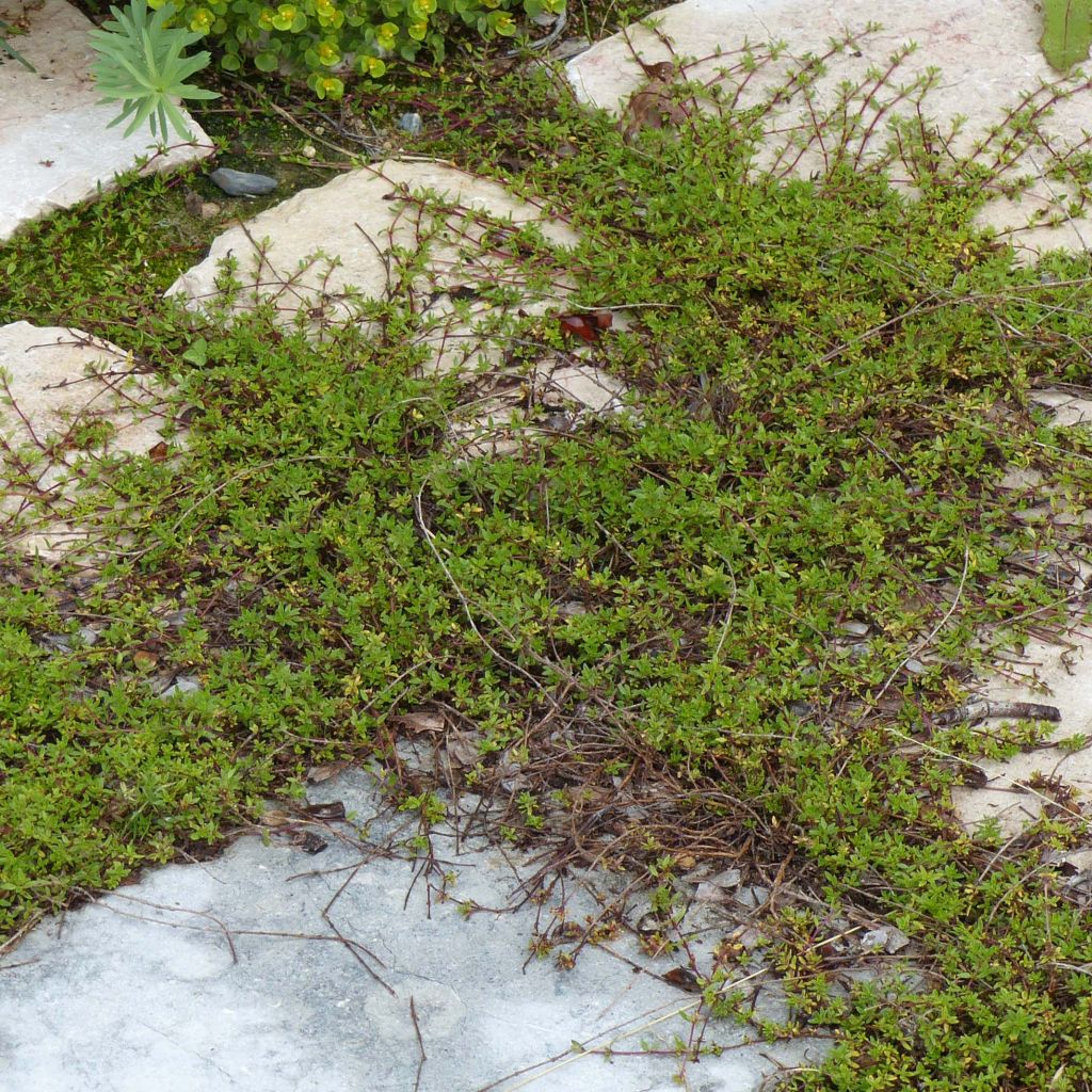 Thymus longicaulis - Timo