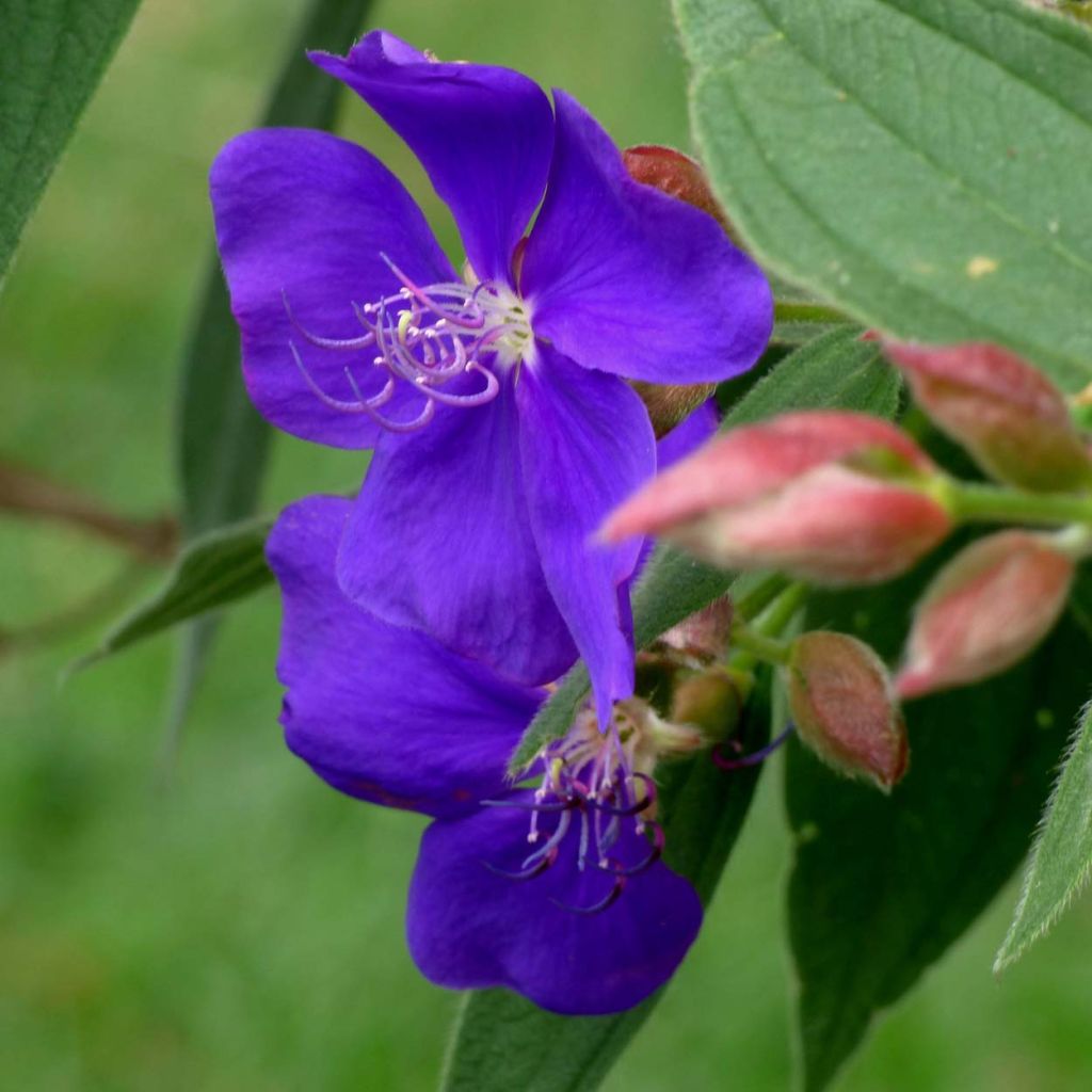 Tibouchina urvilleana