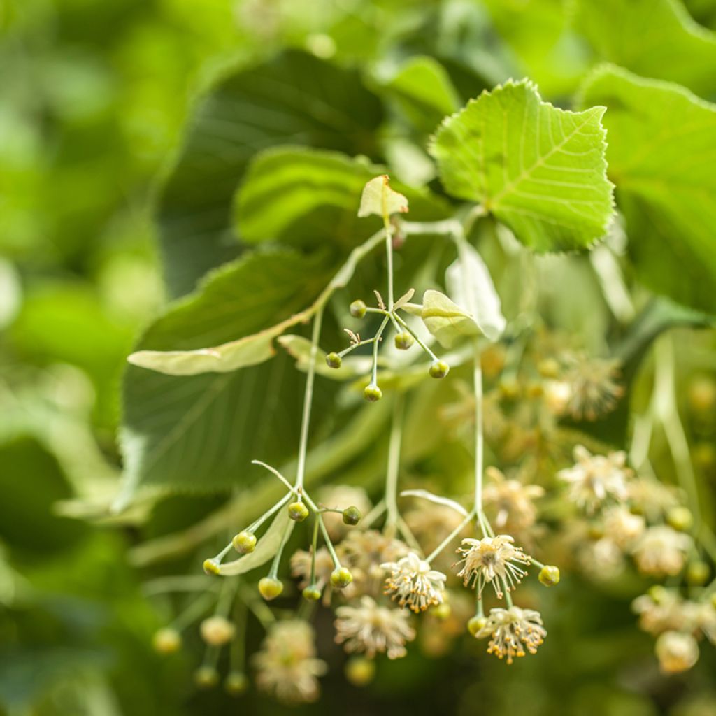 Tilia tomentosa - Tiglio argentato