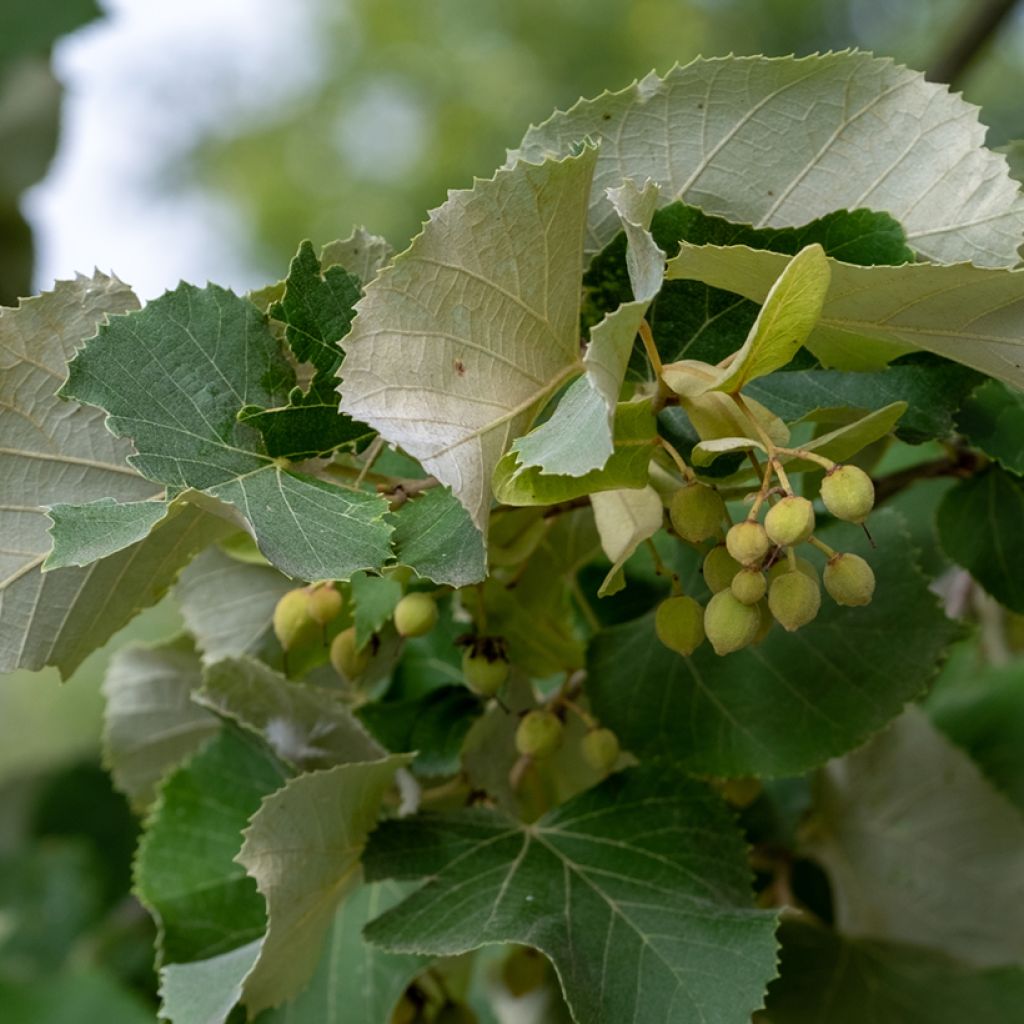 Tilia tomentosa - Tiglio argentato