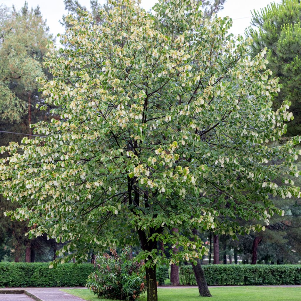 Tilia tomentosa - Tiglio argentato