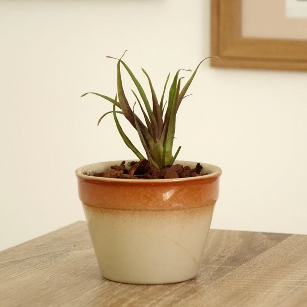 Tillandsia Andreas - Pianta dell'aria