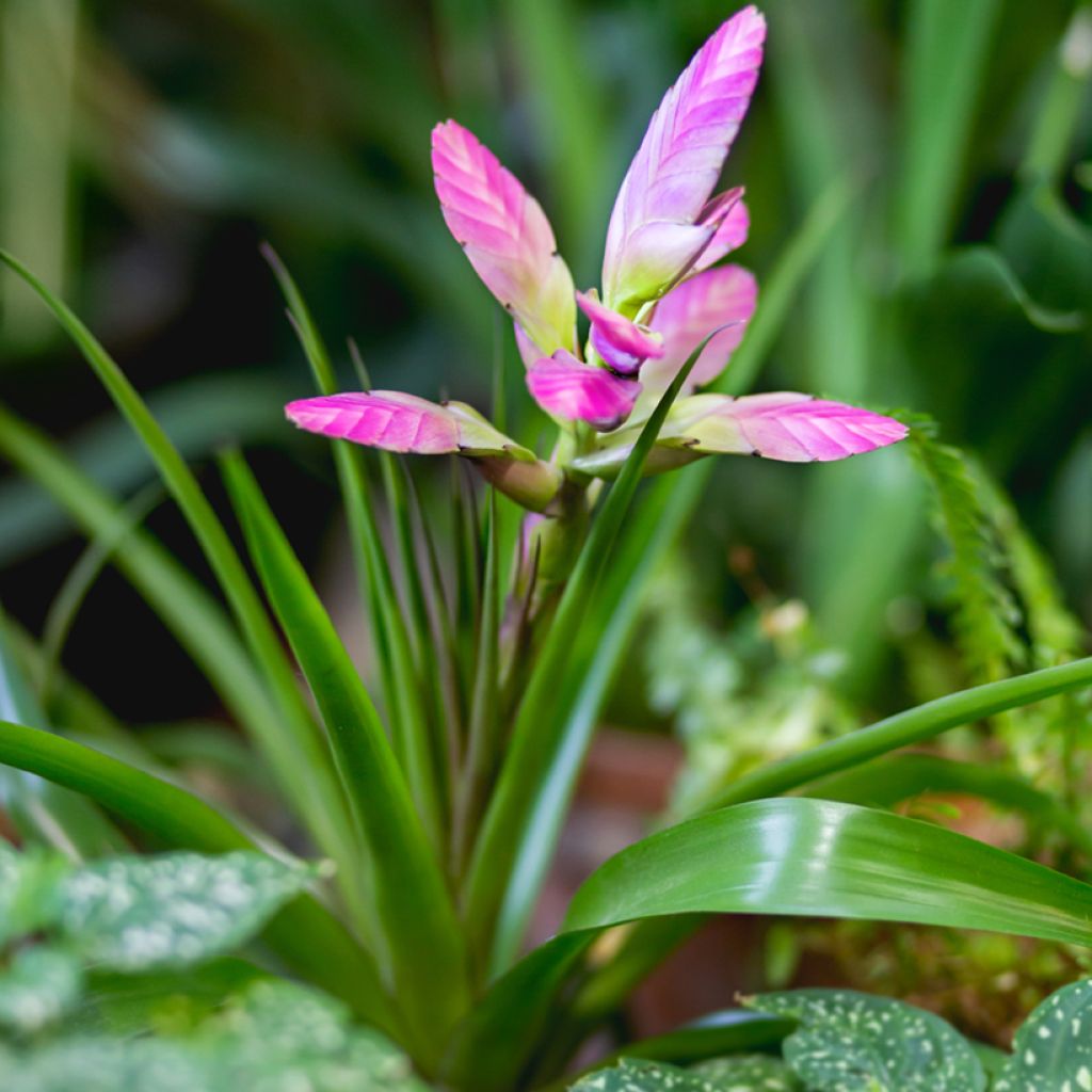 Tillandsia Andreas - Pianta dell'aria