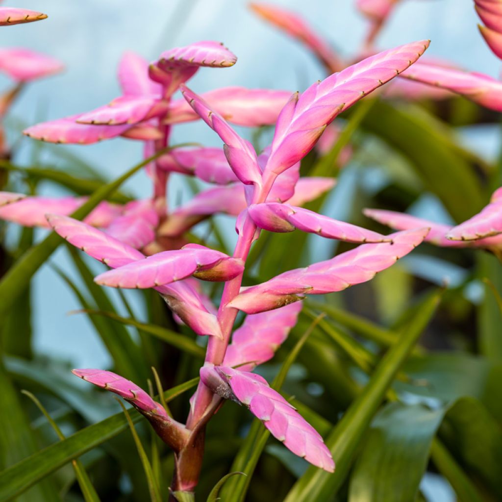 Tillandsia Andreas - Pianta dell'aria