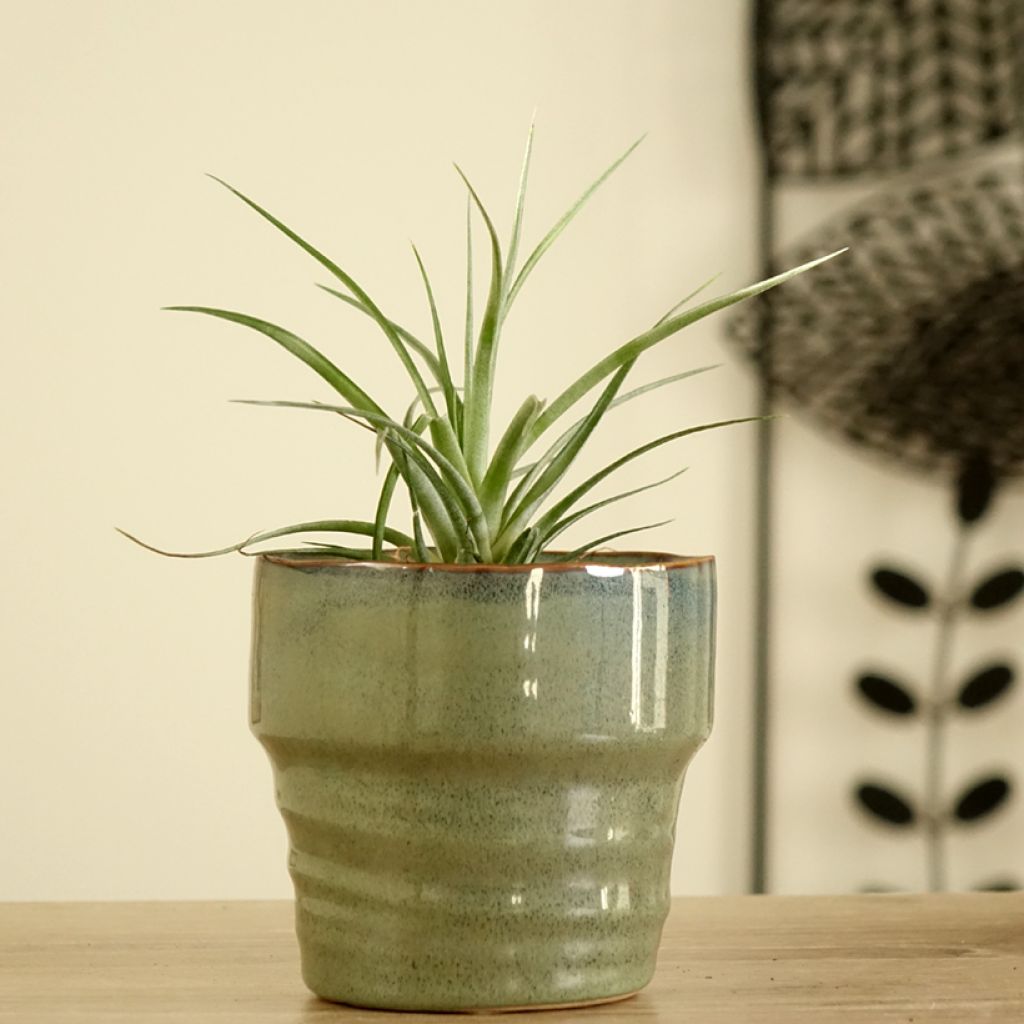 Tillandsia Mizuki - Pianta dell'aria