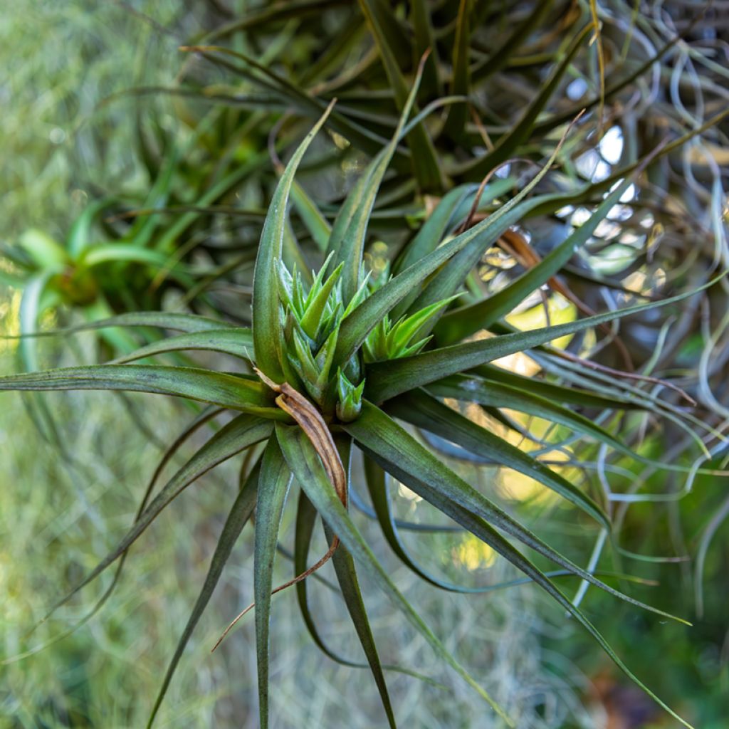 Tillandsia Mizuki - Pianta dell'aria