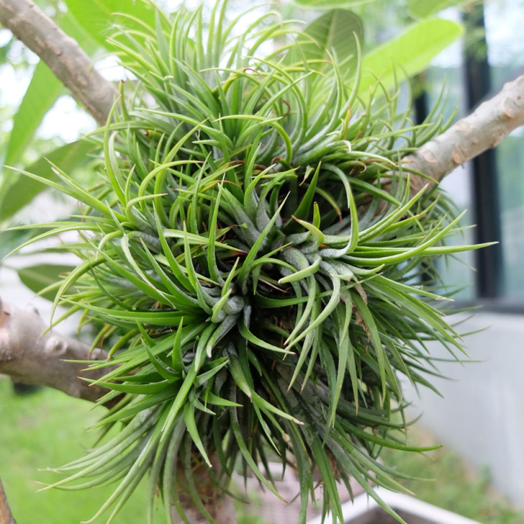 Tillandsia Mizuki - Pianta dell'aria