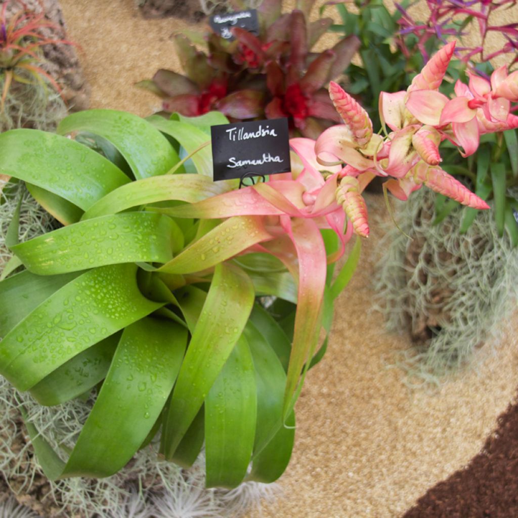 Tillandsia Samantha - Pianta dell'aria