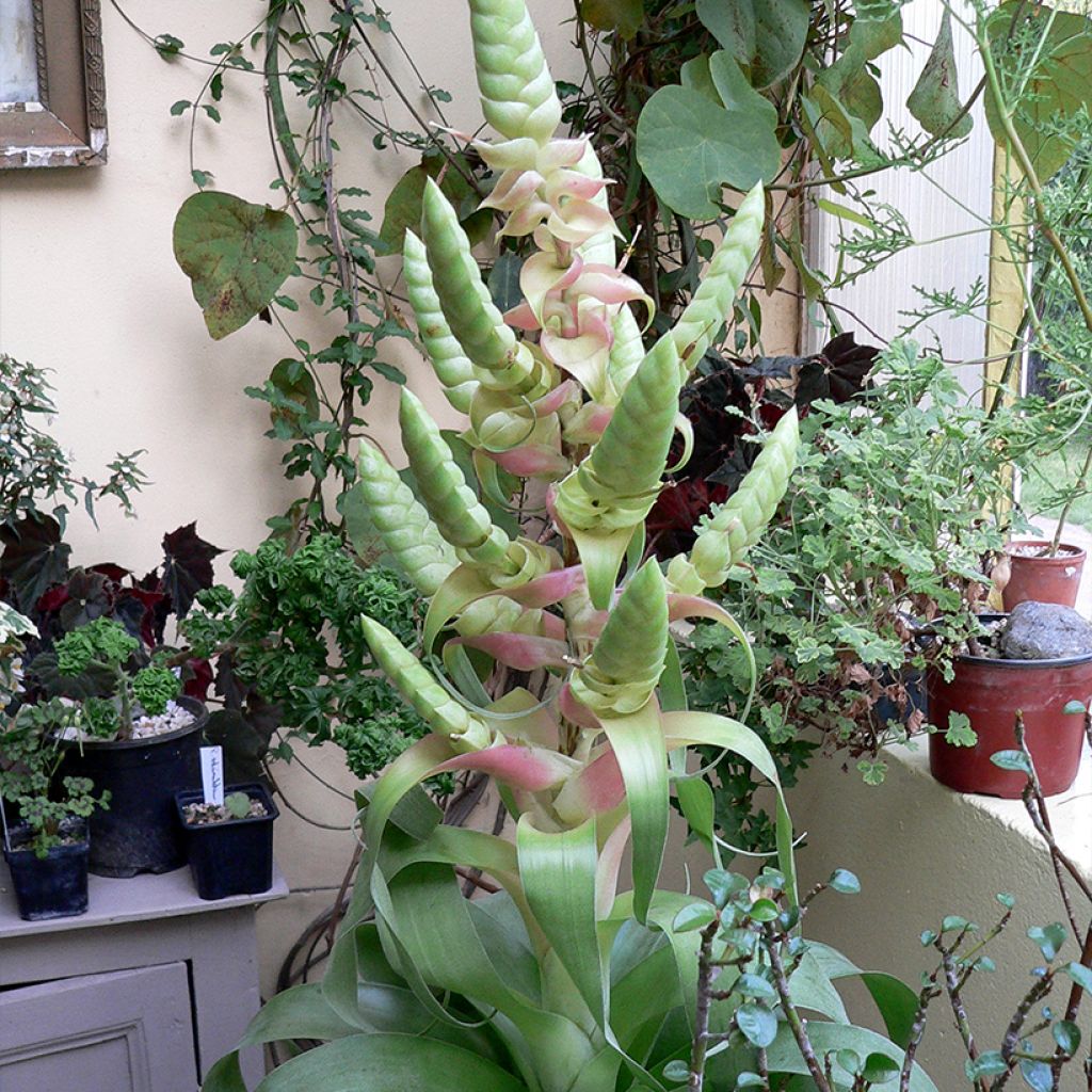 Tillandsia Samantha - Pianta dell'aria