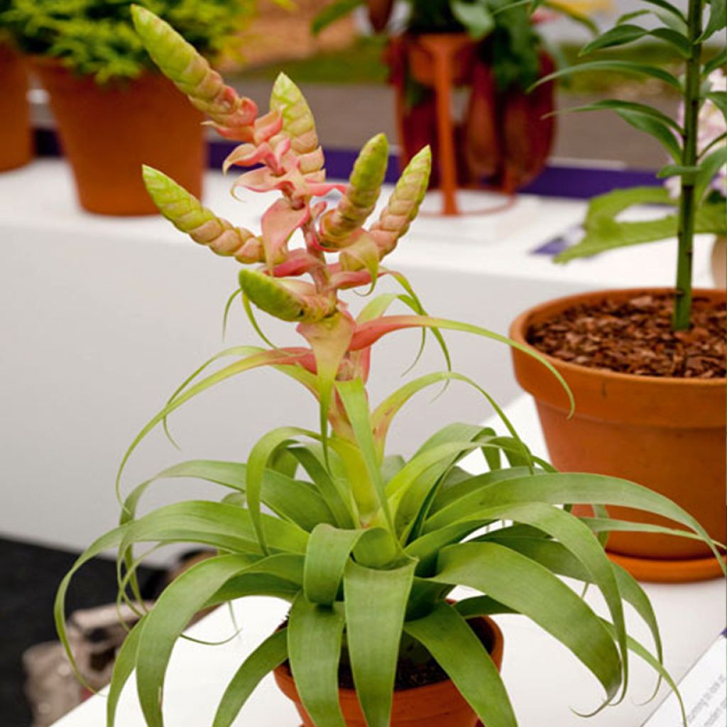 Tillandsia Samantha - Pianta dell'aria