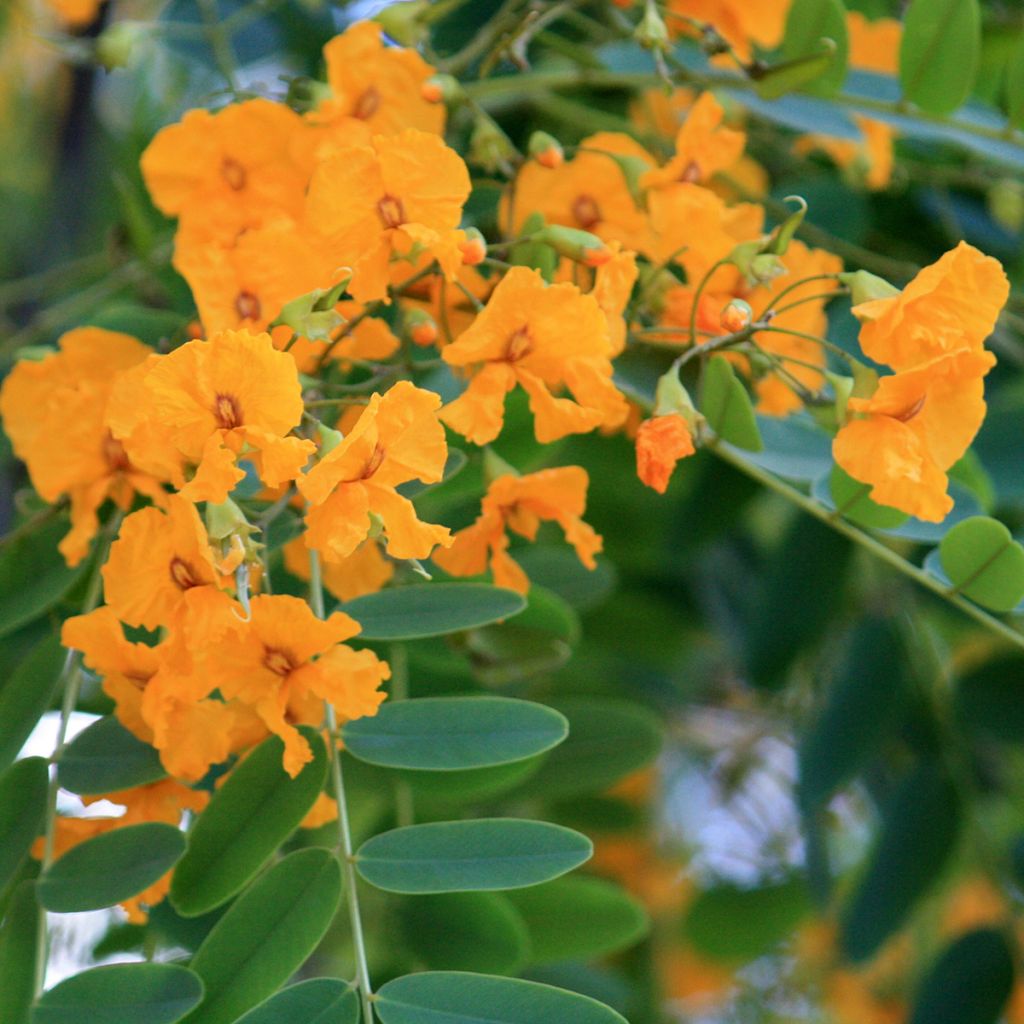 Tipuana tipu - Palo rosa, tipa