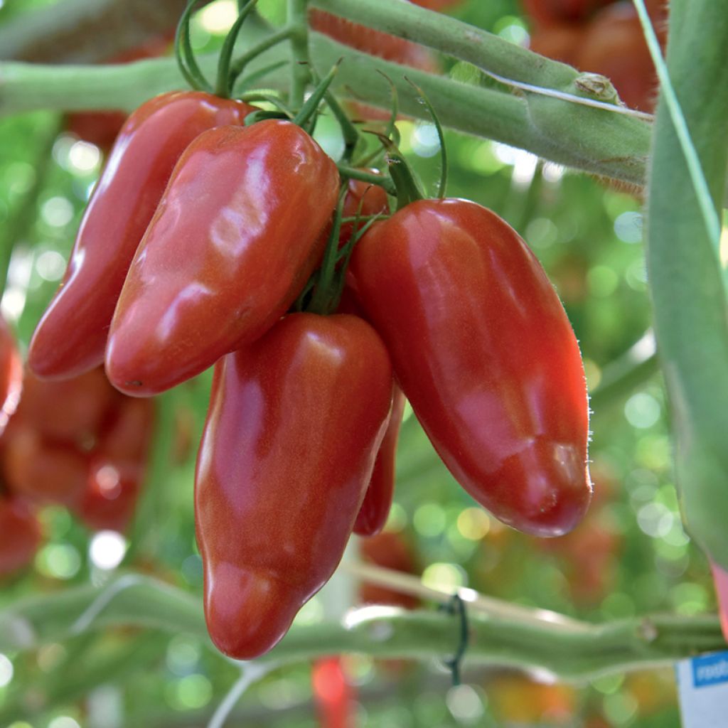 Pomodoro lungo Licorna F1 (piantine)