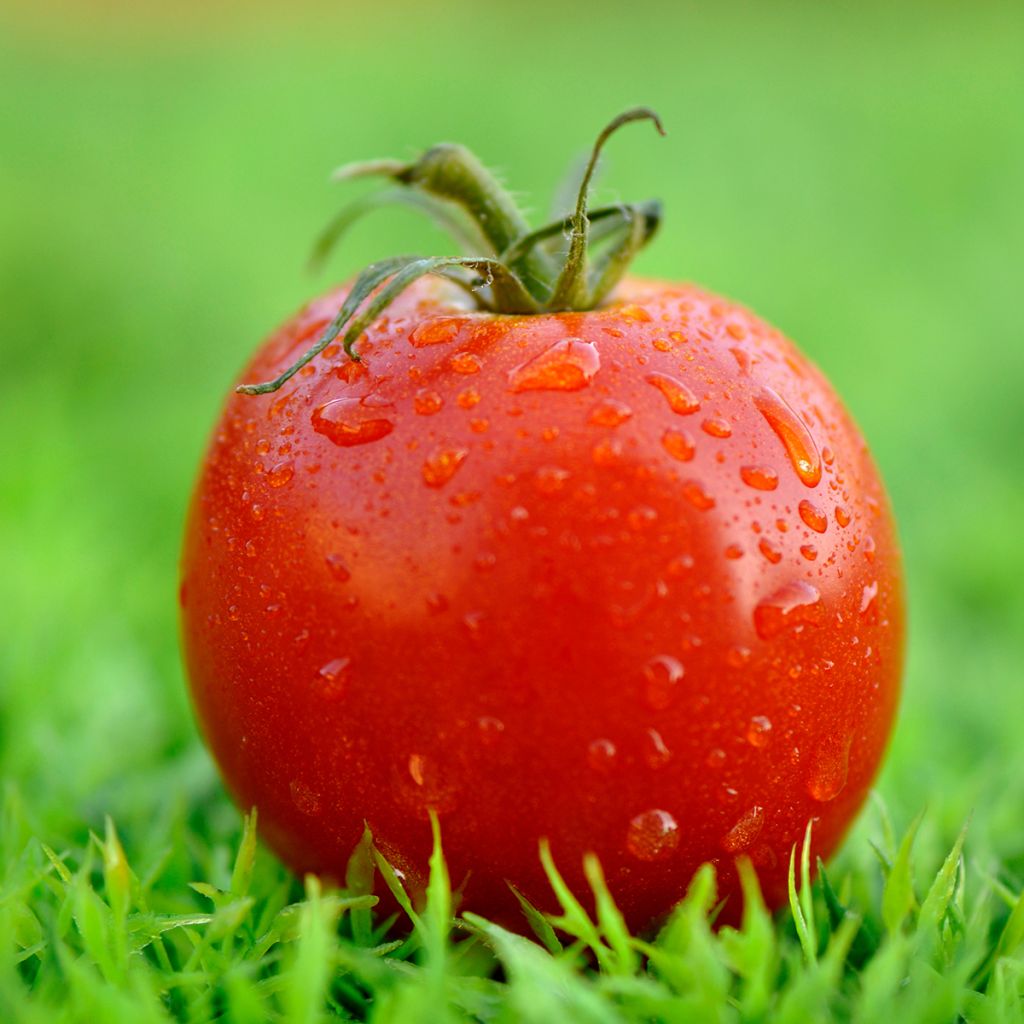 Pomodoro Montfavet F1