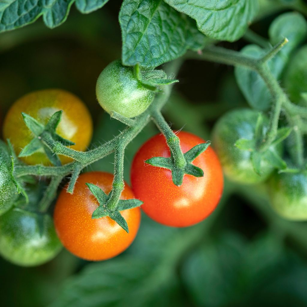 Pomodoro ciliegino/datterino