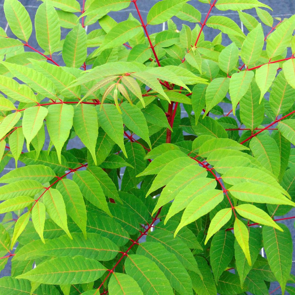 Toona sinensis Flamingo