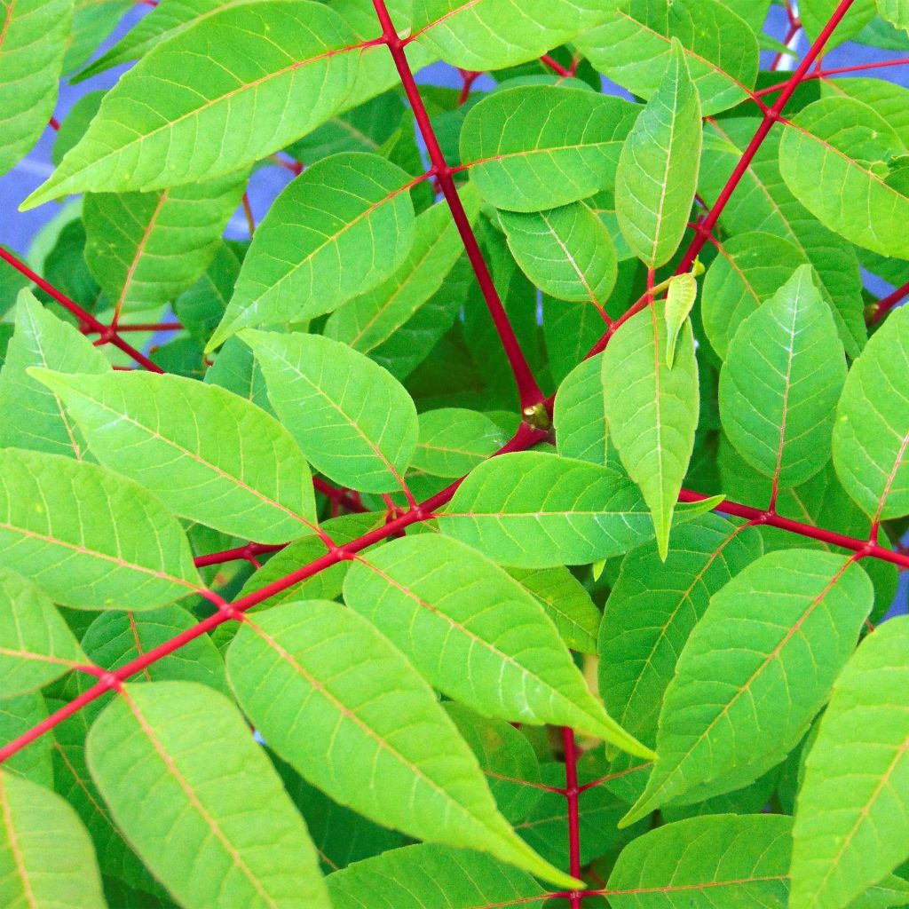 Toona sinensis Flamingo