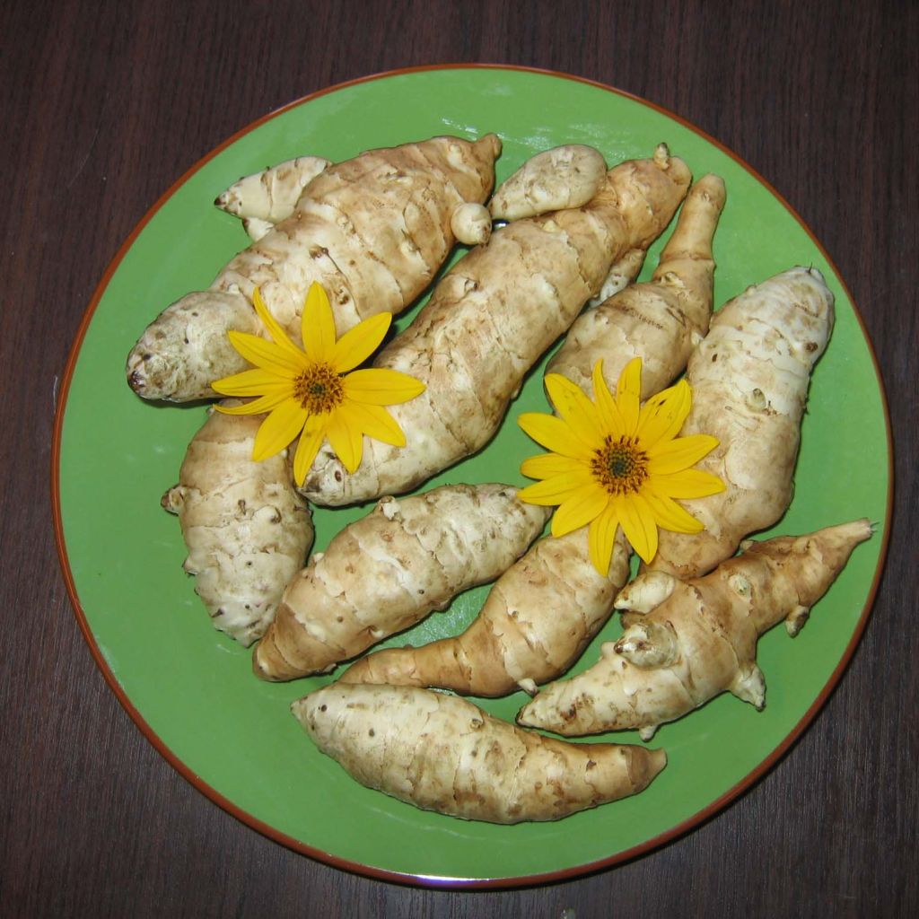 Topinambours Fuseau Culinaire X 5 - Helianthus tuberosus