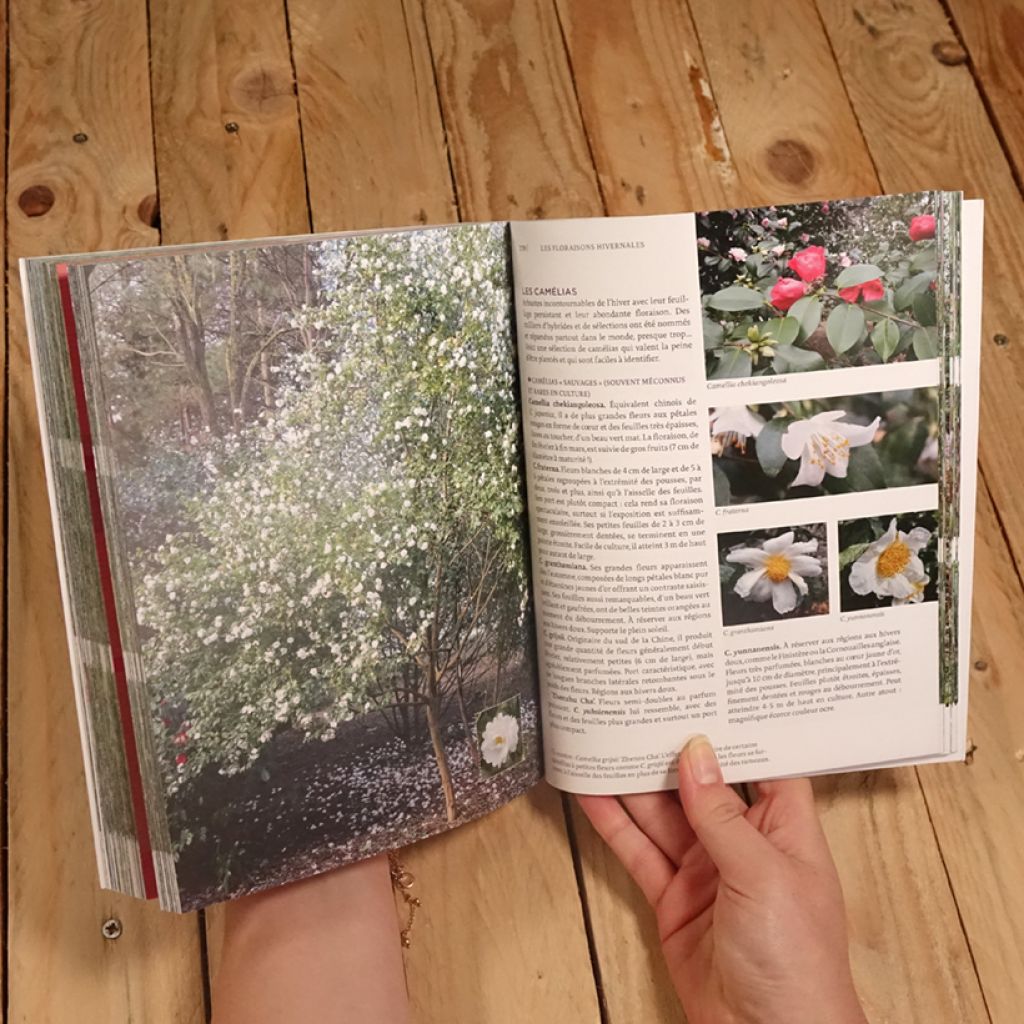 Toutes les plantes belles en hiver