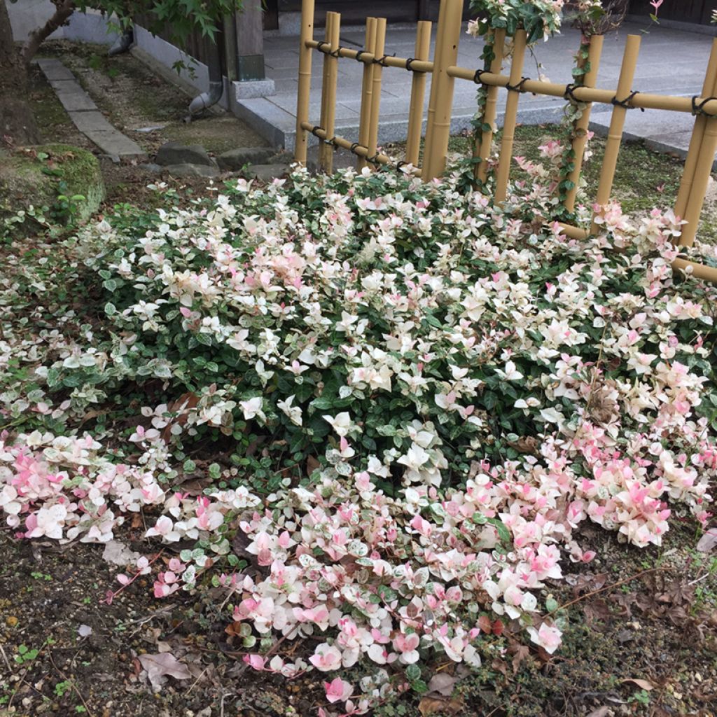 Trachelospermum asiaticum Tricolor -Falso gelsomino asiatico