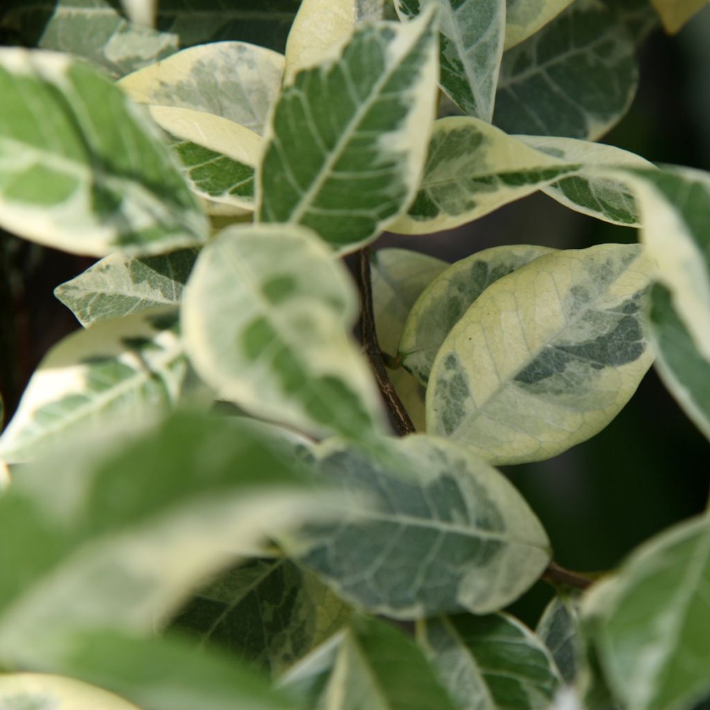 Trachelospermum jasminoides Sun Lover - Falso gelsomino