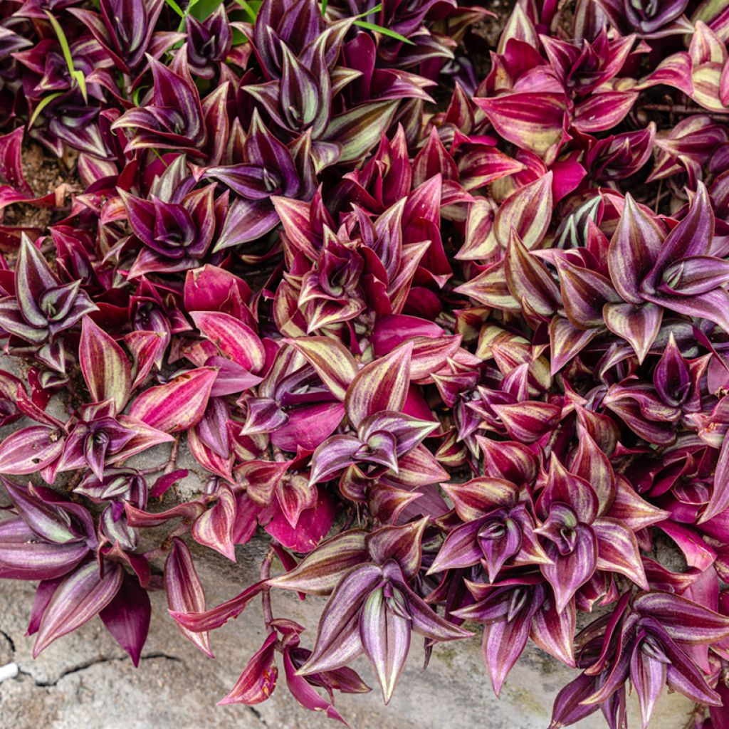 Tradescantia zebrina Pink Paradise - Pianta miseria