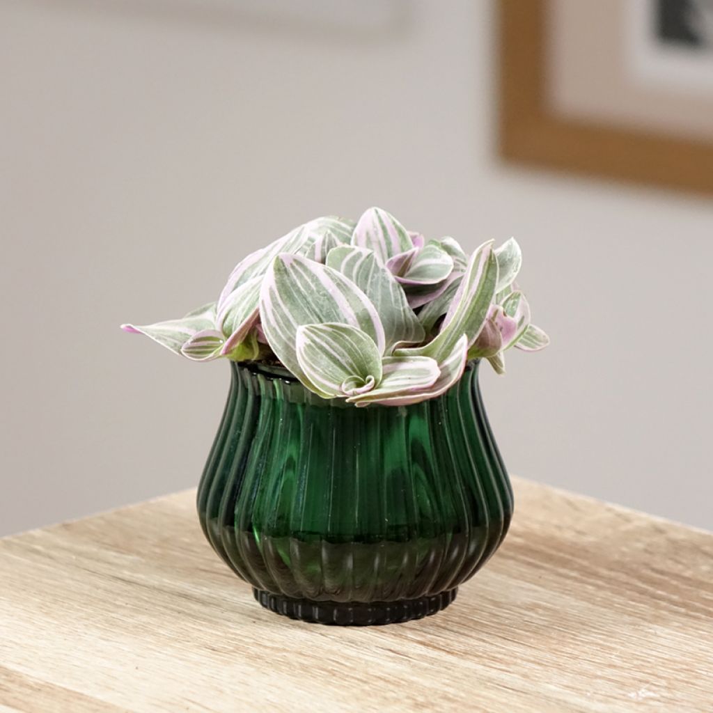 Tradescantia cerinthoides Sweetness - Pianta miseria