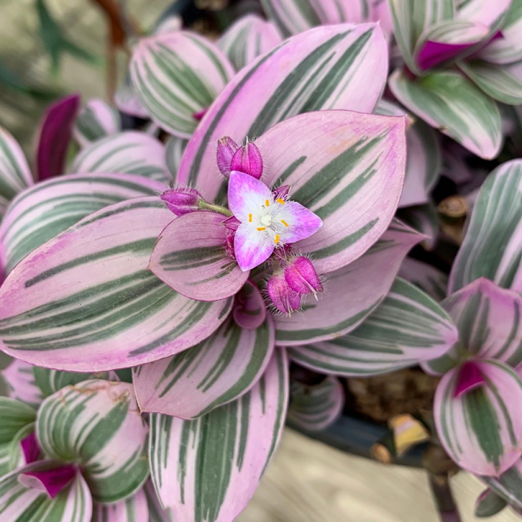 Tradescantia cerinthoides Sweetness - Pianta miseria