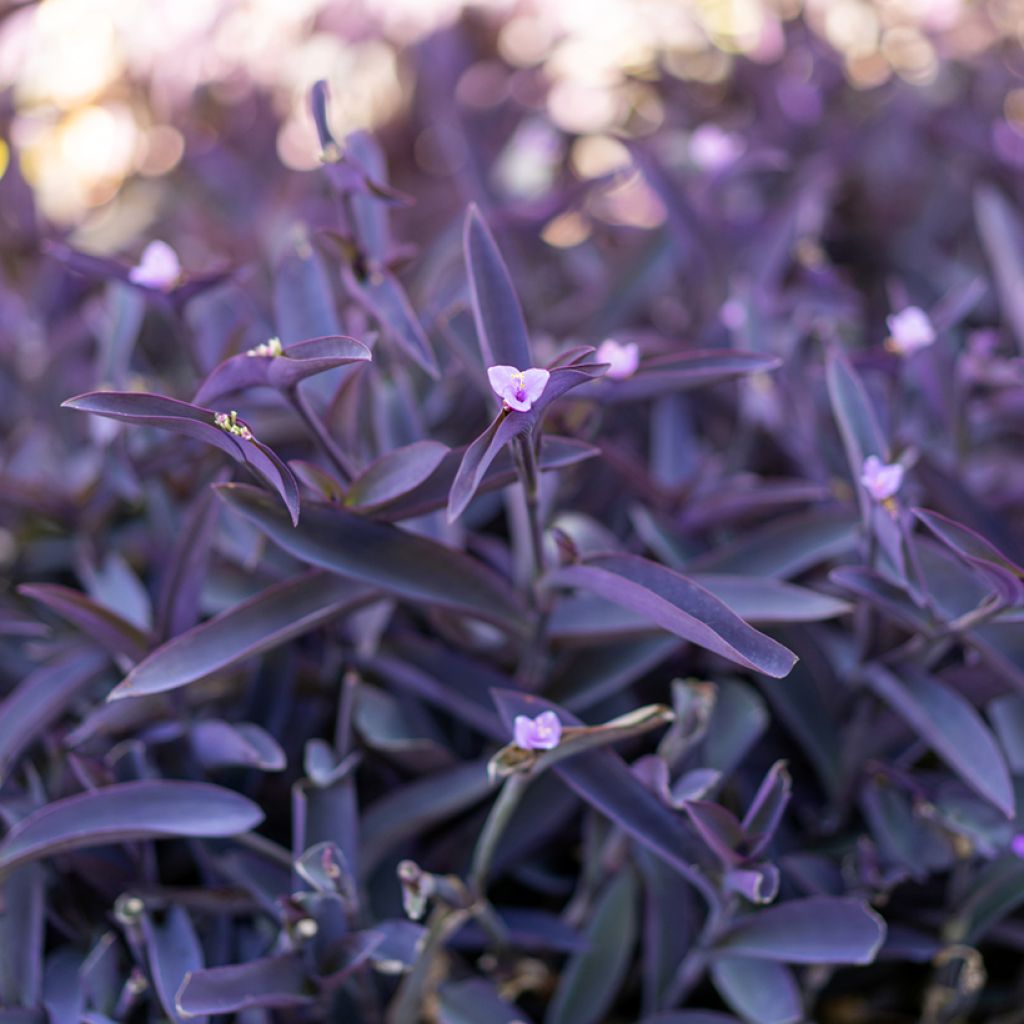 Tradescantia pallida Purple Heart - Pianta miseria