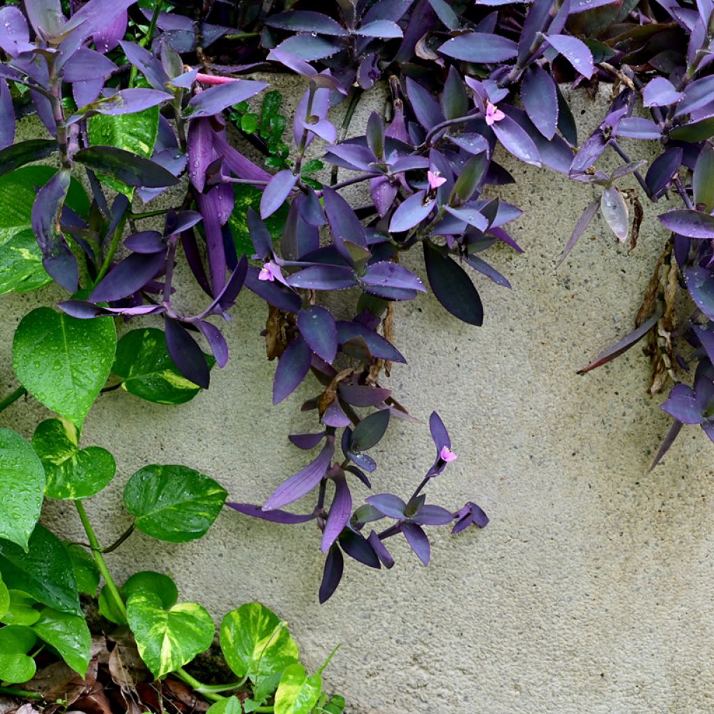 Tradescantia pallida Purple Heart - Pianta miseria