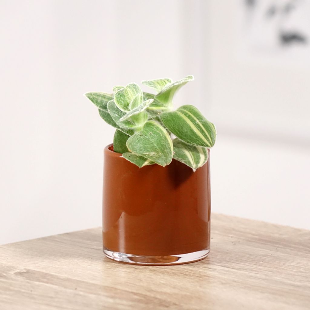 Tradescantia sillamontana Variegata - Pianta miseria