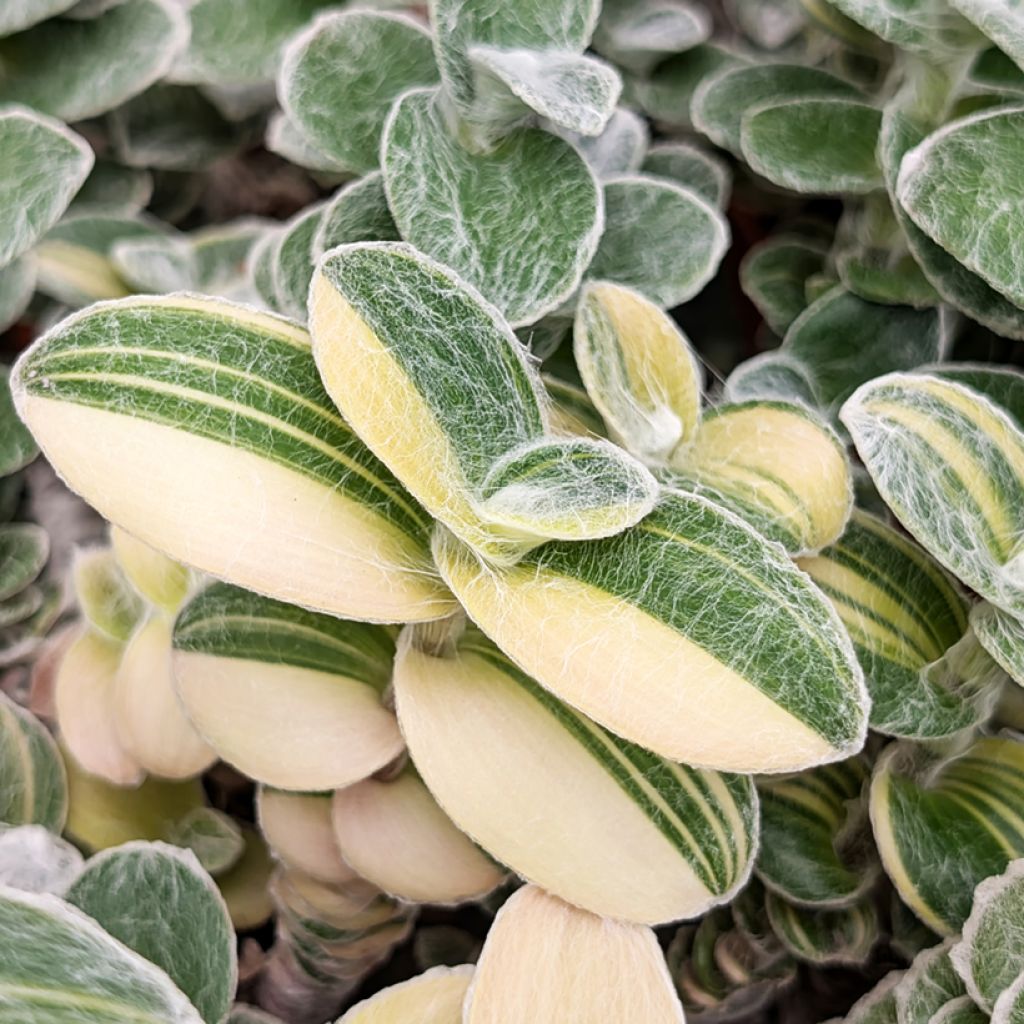 Tradescantia sillamontana Variegata - Pianta miseria