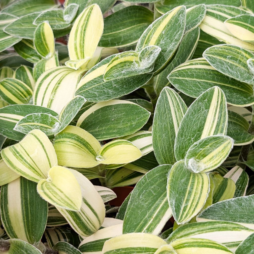 Tradescantia sillamontana Variegata - Pianta miseria