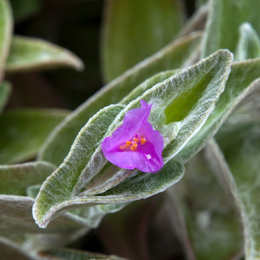 Tradescantia sillamontana - Pianta miseria