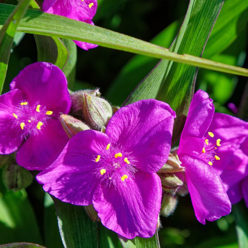 Tradescantia virginiana Brevicaulis - Tradescanzia